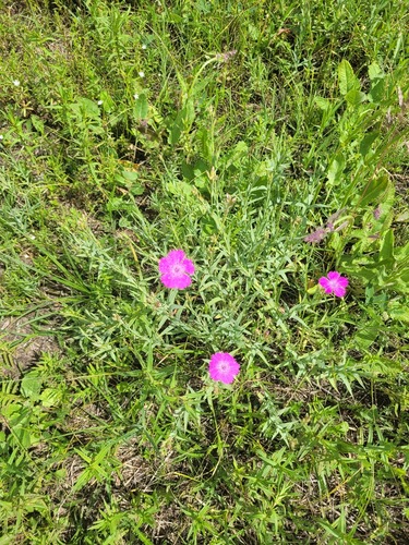 Rainbow pink (Dianthus chinensis)