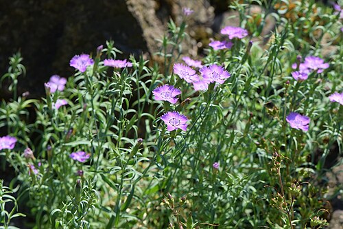 Rainbow pink: Dianthus chinensis in the Botanischer Garten Halle