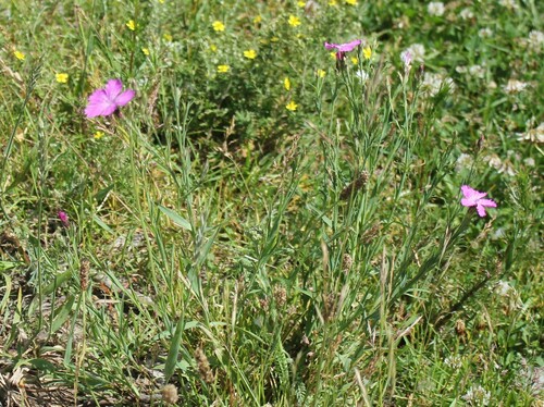 Rainbow pink (Dianthus chinensis)
