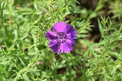 Rainbow pink: Dianthus chinensis in the Botanischer Garten, Berlin-Dahlem