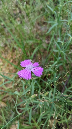 Rainbow pink (Dianthus chinensis)