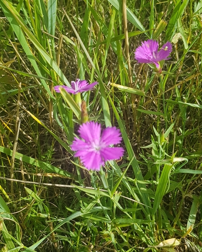 Rainbow pink (Dianthus chinensis)