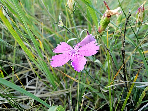 Rainbow pink: Pink flower
