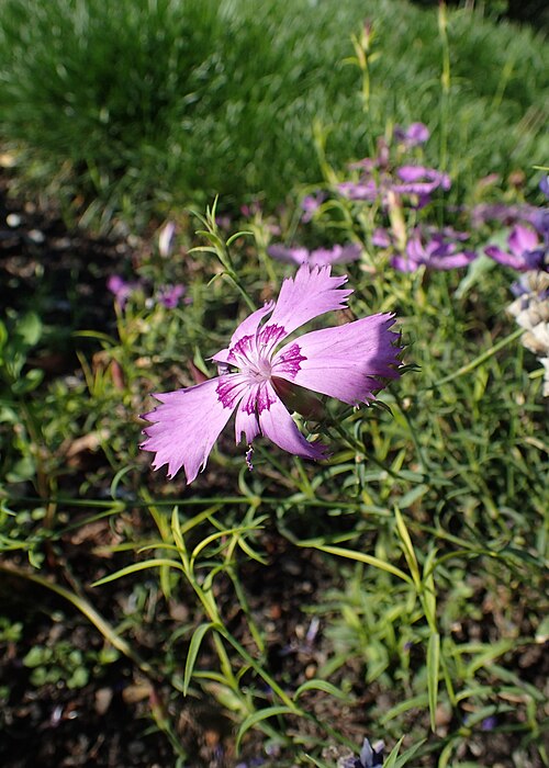 Rainbow pink: Dianthus chinensis (labelled as Dianthus amurensis) in botanical garden in Kraków