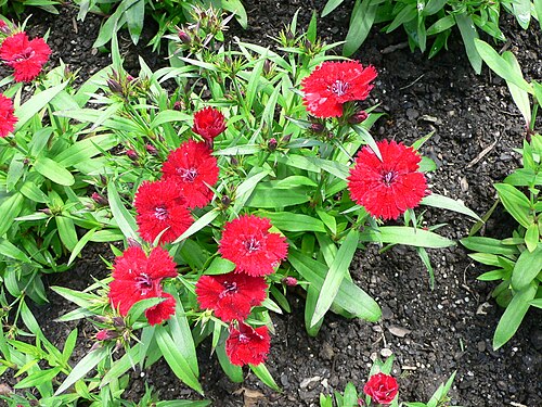 Rainbow pink (Dianthus chinensis)