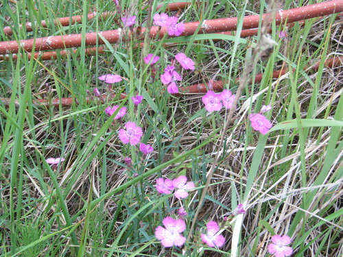 Rainbow pink (Dianthus chinensis)