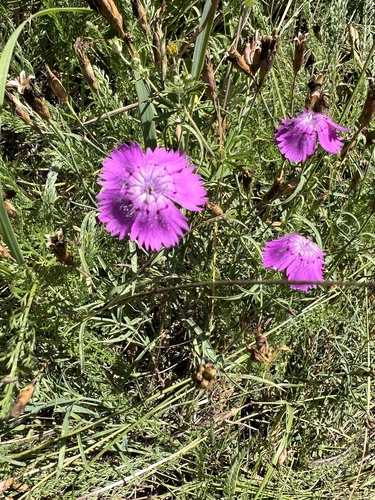 Rainbow pink (Dianthus chinensis)