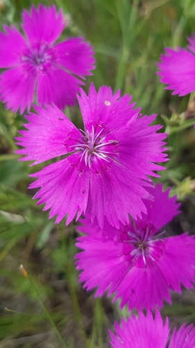 Rainbow pink (Dianthus chinensis)