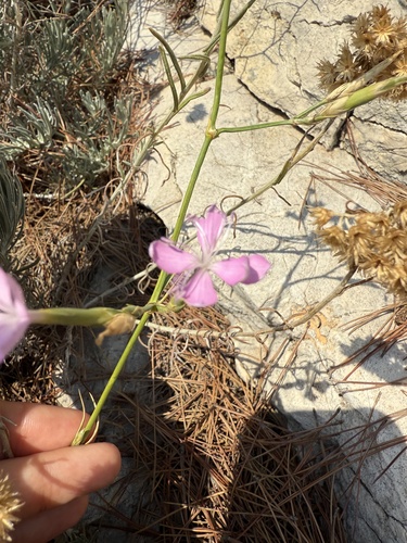 Dianthus ciliatus (Dianthus ciliatus)