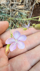 Dianthus ciliatus (Dianthus ciliatus)
