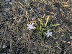 Dianthus ciliatus (Dianthus ciliatus)