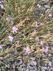 Dianthus ciliatus (Dianthus ciliatus)