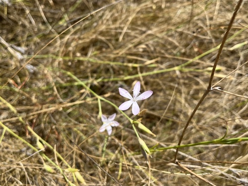 Dianthus ciliatus (Dianthus ciliatus)