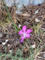 Dianthus ciliatus (Dianthus ciliatus)