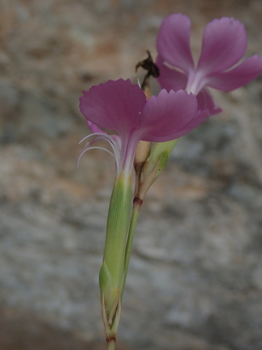 Dianthus ciliatus (Dianthus ciliatus)