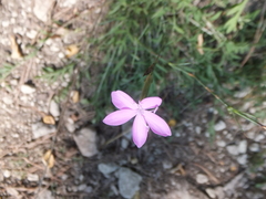 Dianthus ciliatus (Dianthus ciliatus)
