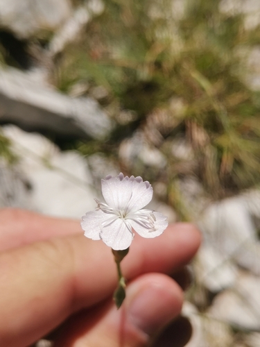Dianthus ciliatus (Dianthus ciliatus)