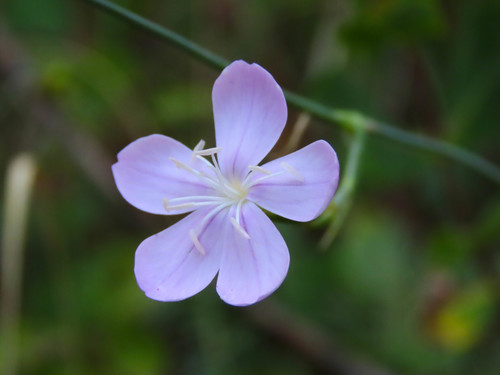 Dianthus ciliatus (Dianthus ciliatus)