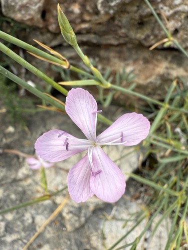 Dianthus ciliatus (Dianthus ciliatus)