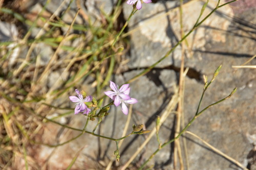 Dianthus ciliatus (Dianthus ciliatus)