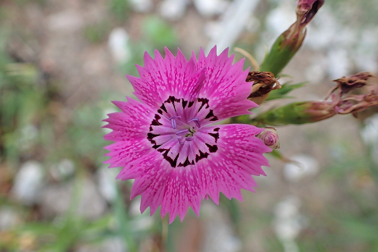 Dianthus collinus: Dianthus collinus in botanical garden in Poznań