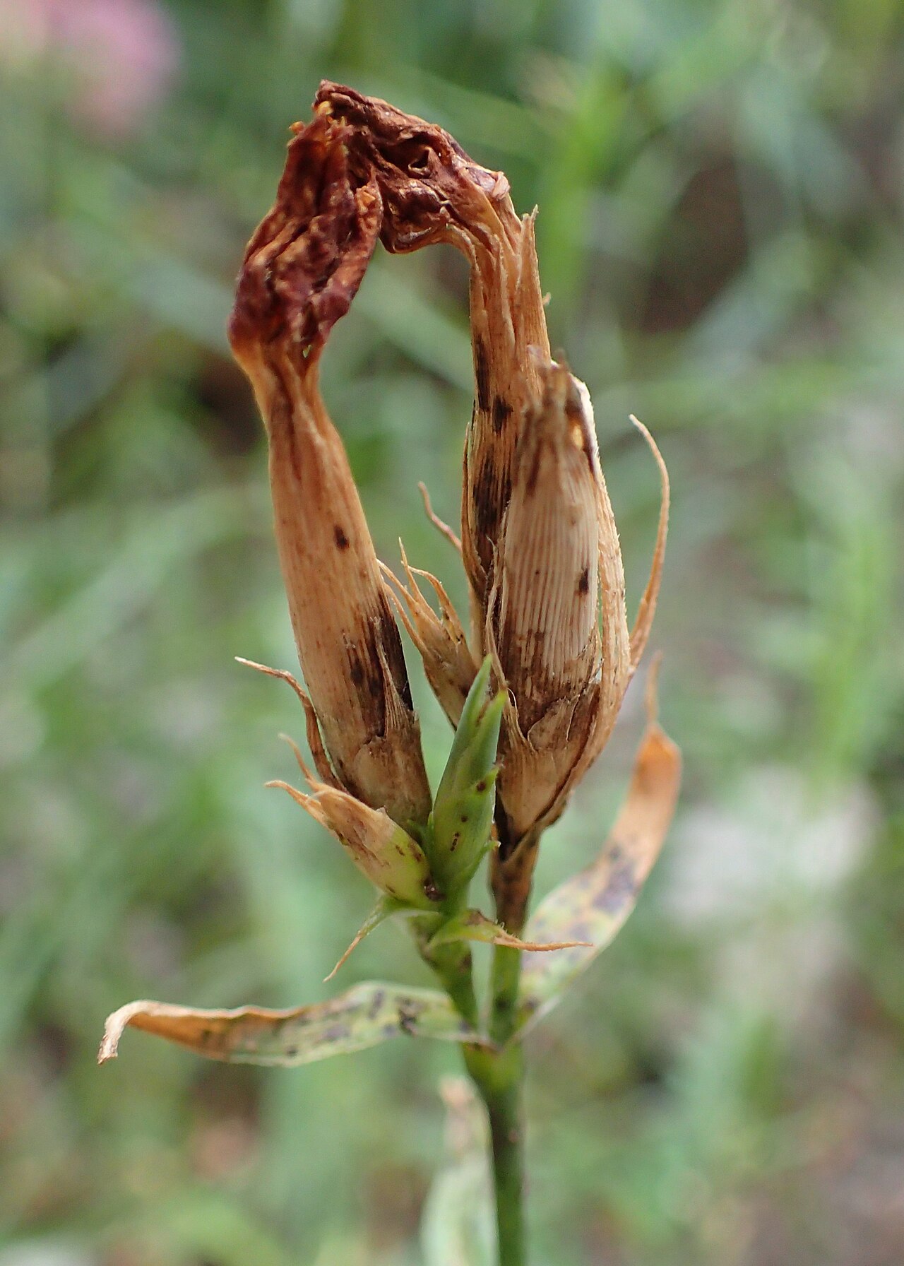Dianthus collinus: Dianthus collinus in botanical garden in Poznań