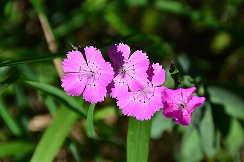 Dianthus collinus: Dianthus collinus