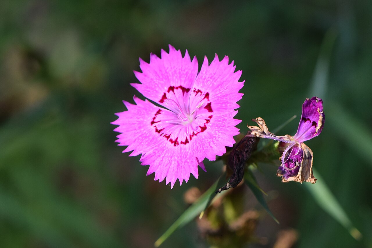 Dianthus collinus: Dianthus collinus in botanical garden in Poznań