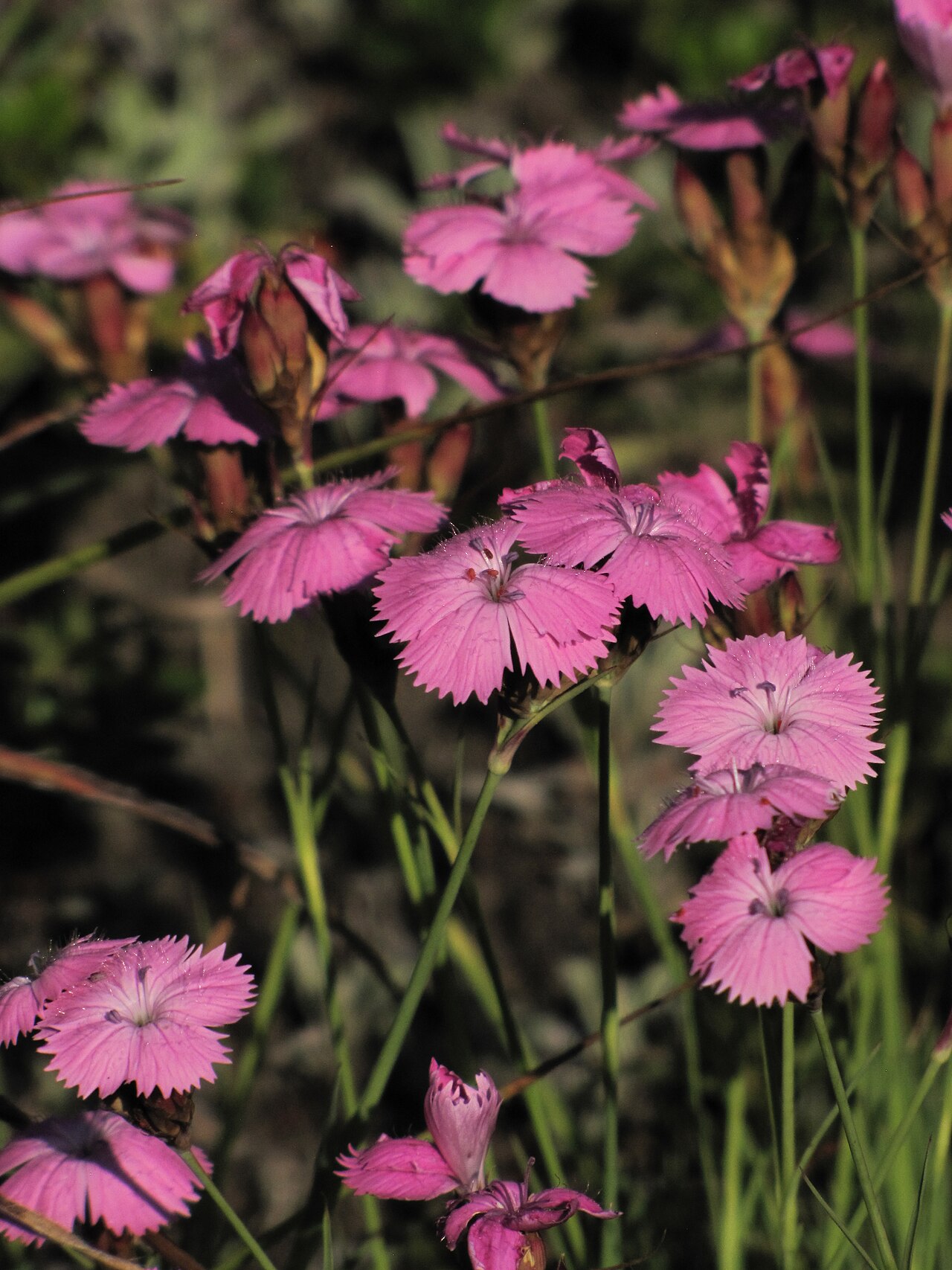 Dianthus collinus: Dianthus collinus ssp. glabriusculus