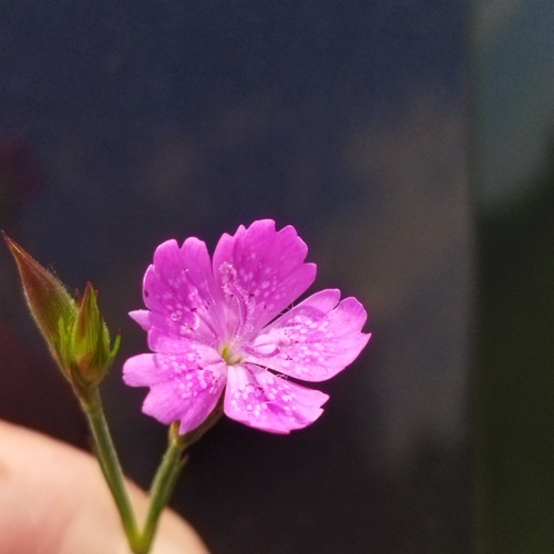 Dianthus corymbosus (Dianthus corymbosus)