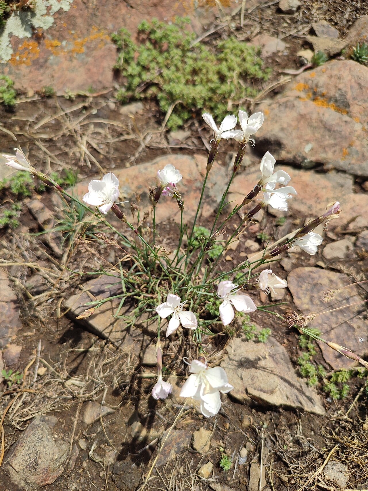 Dianthus cretaceus: Dianthus cretaceus — Field observation from H276+H7V, Севан, Армения, Armenia. Collected by Иван Ковтун Ivan Kovtun (2022-06-28). Recorded in GBIF occurrence 40