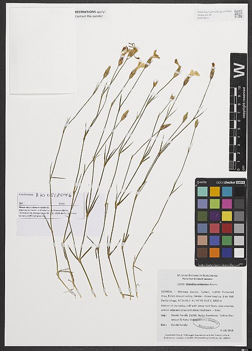Dianthus cretaceus: Dianthus cretaceus — Herbarium specimen from Kakheti, Akhmeta district, Tusheti, Tusheti Protected Area, Pirikiti Alazani valley, Omalo – Girevi road ca. 3 km N