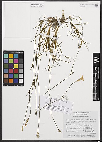 Dianthus cretaceus: Dianthus cretaceus — Herbarium specimen from Kakheti, Akhmeta district, Tusheti, Tusheti Protected Area, Upper Omalo road, below Omalo Castle; 42°22'35.5 N, 45°