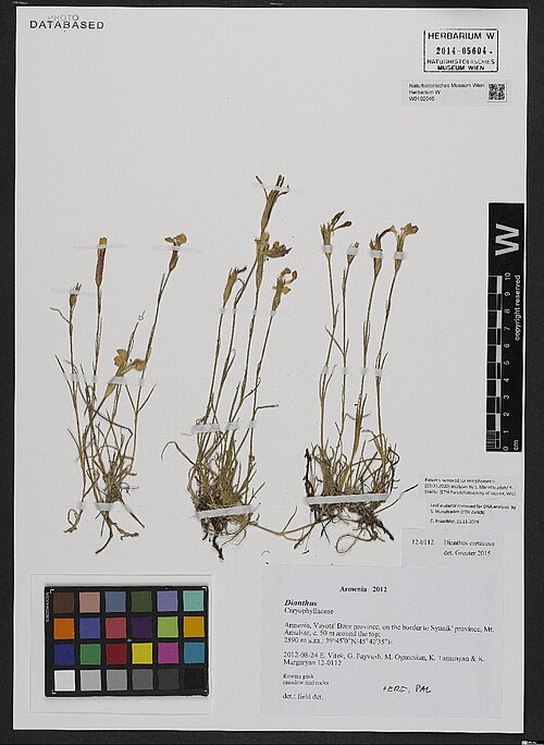 Dianthus cretaceus: Dianthus cretaceus — Herbarium specimen from Vayots' Dzor province, on the border to Syunik' province, Mt. Amulsar; c. 50 m around the top, Armenia. Collected b