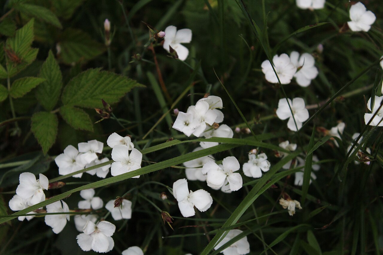Dianthus cretaceus: Dianthus cretaceus