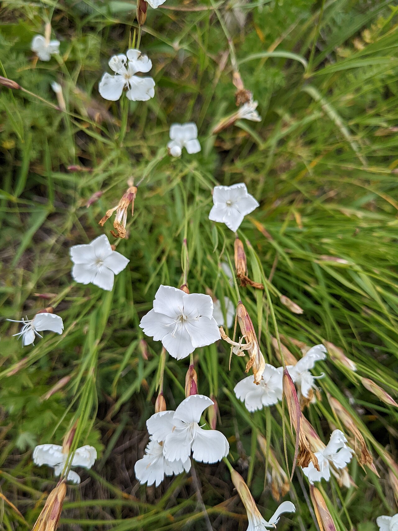 Dianthus cretaceus: Dianthus cretaceus — Field observation from Карачаевский р-н, Карачаево-Черкесская Республика, Россия, Russian Federation. Collected by Yuri Sofronov (2023-08-0