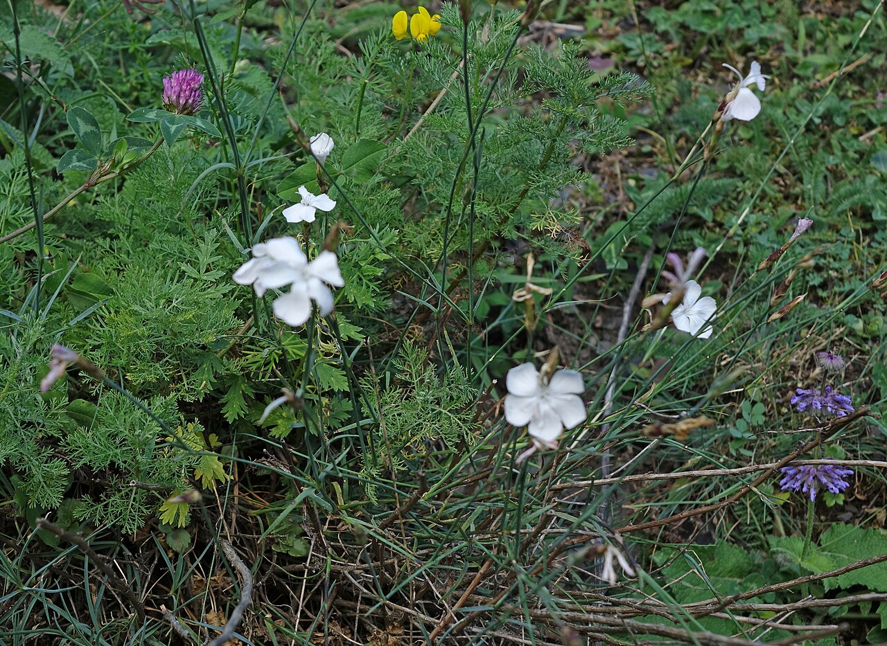 Dianthus cretaceus: Dianthus cretaceus — Field observation from Russia, Republic of Dagestan, Tsunta District, the brook gorge at Alarakh small village, 0.5 km SW of Tsitsimakh vil