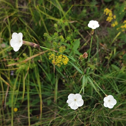 Dianthus cretaceus: Dianthus cretaceus — Field observation from Тавуш, Армения, Armenia. Collected by Dmitry Ivanov (2023-07-17). Recorded in GBIF occurrence 4171229201 .