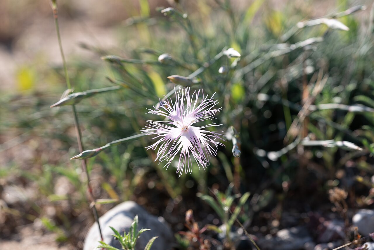 Dianthus crinitus: Dianthus crinitus — Field observation from Περιφέρεια Νοτίου Αιγαίου, Ελλάδα, Greece. Collected by Eleftherios Katsillis (2026-04-19). Recorded in GBIF occurren