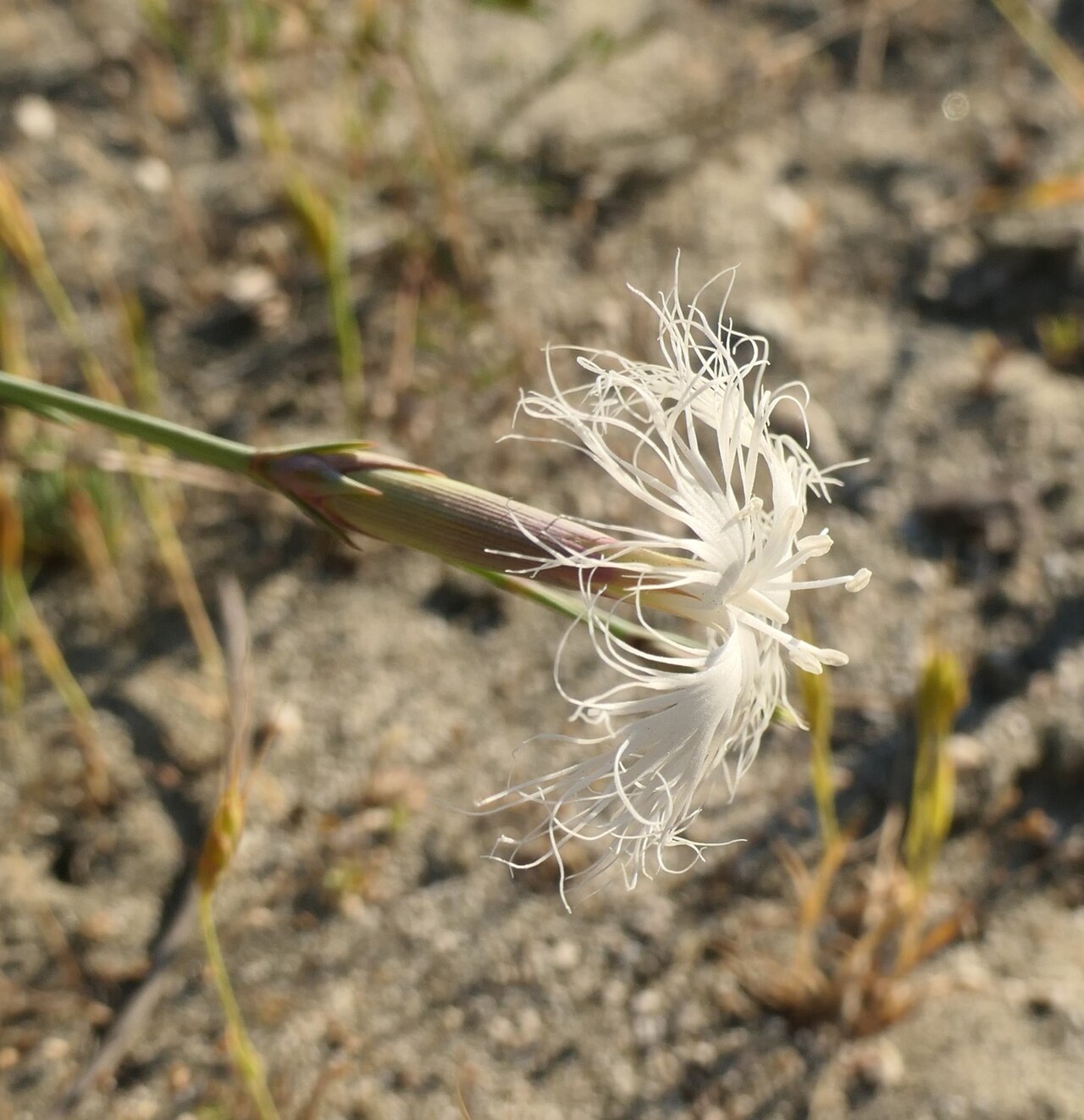 Dianthus crinitus: Dianthus crinitus — Field observation from Kayadibi, 48850 Seydikemer/Muğla, Türkiye, Türkiye. Collected by Felix Puff (2025-05-20). Recorded in GBIF occurrence