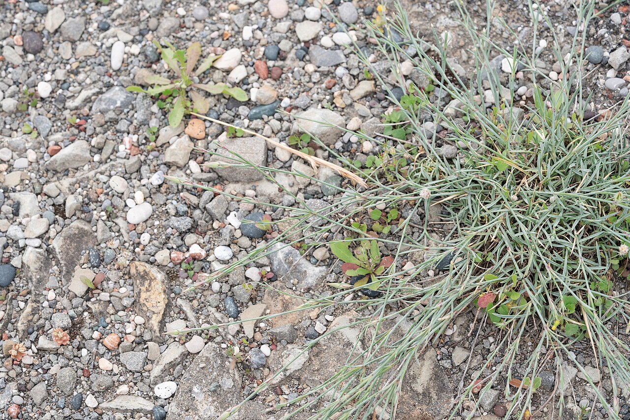 Dianthus crinitus: Dianthus crinitus — Field observation from Περιφέρεια Νοτίου Αιγαίου, Ελλάδα, Greece. Collected by Eleftherios Katsillis (2026-04-09). Recorded in GBIF occurren