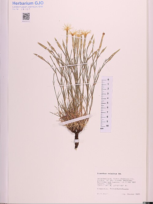 Dianthus crinitus: Dianthus crinitus — Herbarium specimen from Griechenland, [Region Südliche Ägäis] Nomos Dodekanisos, Rhodos, an der Straße zwischen Apollona und Laerma, ca. 3,5