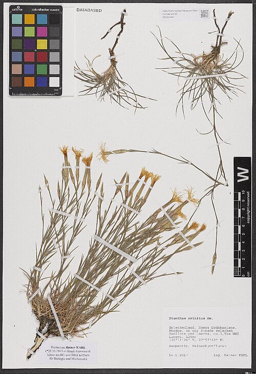 Dianthus crinitus: Dianthus crinitus — Herbarium specimen from Griechenland, Nomos Dodekanisos, Rhodos, an der Straße zwischen Apollona und Laerma, ca. 3,5 km NNE Laerma, 125 m, 3
