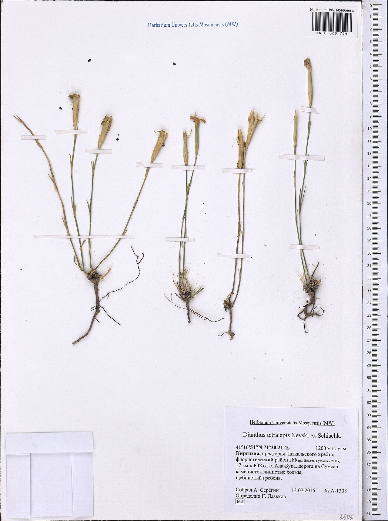 Dianthus crinitus: Dianthus crinitus — Herbarium specimen from Киргизия, предгорья Чаткальского хребта, флористический район ПФ (по, Лазьков, Султанова, 2011), 17 км к ЮЗ от с. Ал