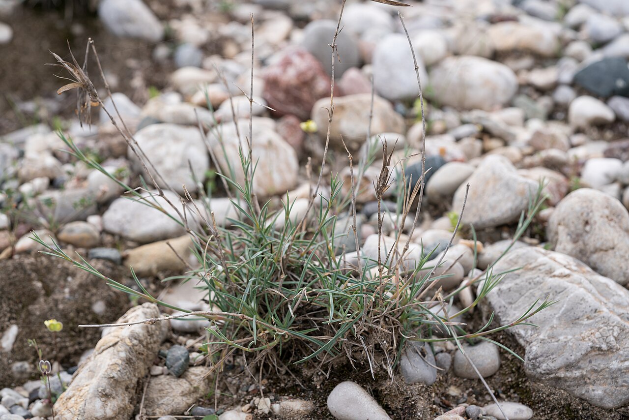 Dianthus crinitus: Dianthus crinitus — Field observation from Περιφέρεια Νοτίου Αιγαίου, Ελλάδα, Greece. Collected by Eleftherios Katsillis (2025-03-13). Recorded in GBIF occurren