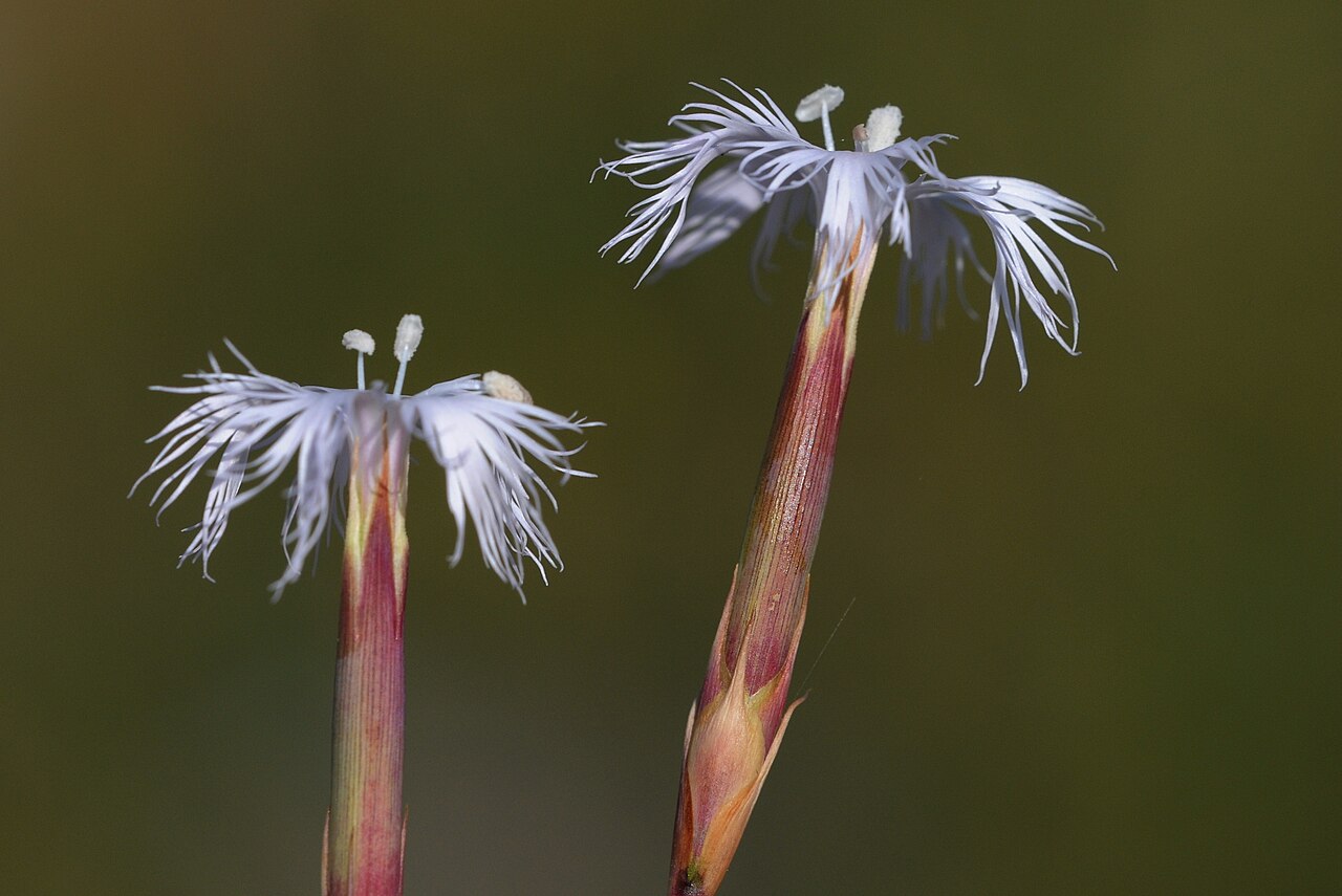 Dianthus crinitus: Flowers of "hairy carnation" (Dianthus crinitus SM. var. crinitus SM.). Cildir, Ardahan - Turkey.
