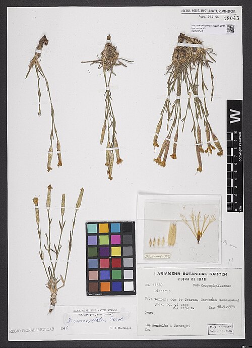 Dianthus crossopetalus: Dianthus crossopetalus — Herbarium specimen from Tehran, Qom to Tehran, Gardaneh Hassanabad, near top of pass. Alt. 1150 m., Iran. Collected by Wendelbo 11569 (