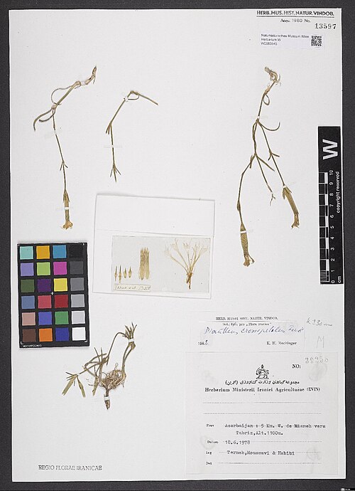 Dianthus crossopetalus: Dianthus crossopetalus — Herbarium specimen from Azarbaijan, 5 km W. de Mianeh vers Tabriz, Alt. 1100 m., Iran. Collected by Termeh et al. 39258 (1978-06-18). R