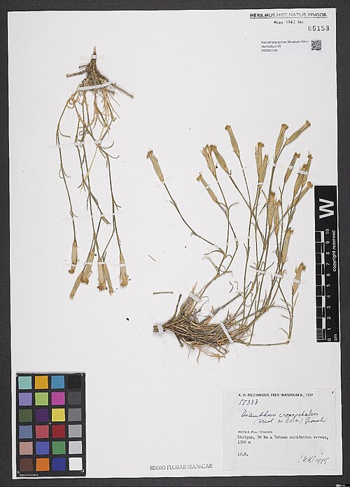Dianthus crossopetalus: Dianthus crossopetalus — Herbarium specimen from Persia, Prov. Tehran, Chitgar, 30 km a Tehran occidentem versus, 1300 m., Iran. Collected by Rechinger,K.H. 553