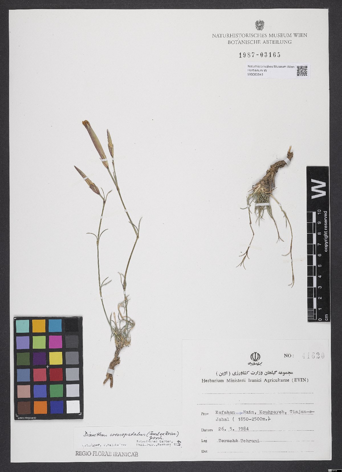 Dianthus crossopetalus: Dianthus crossopetalus — Herbarium specimen from Esfahan -> Nain, Kouhpayeh, Tinjan-e-Jabal (1850-2500 m)., Iran. Collected by Termeh & Tehrani 41620 (1984-05-2